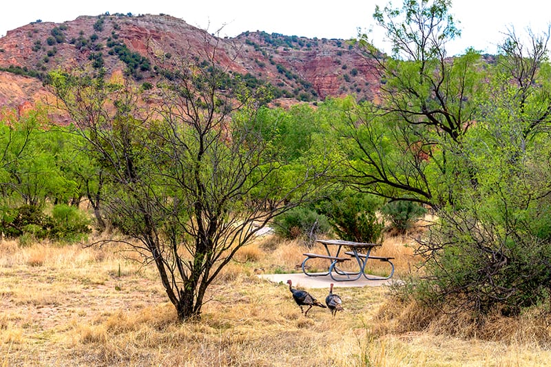 Wild turkeys walking through the brush in a park