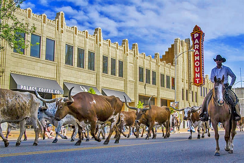 A cattle drive through downtown Amarillo in the Texas panhandle