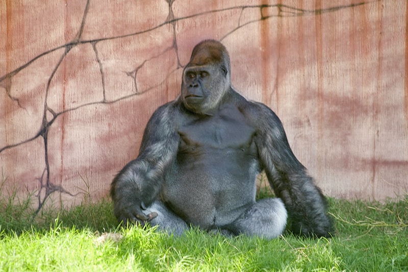 a gorilla in a zoo, one of the things to do in Little Rock