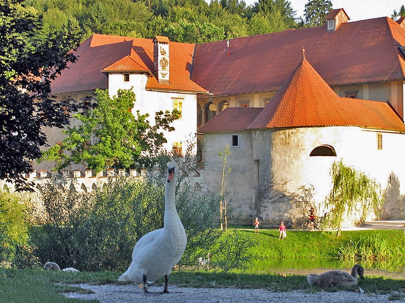 a swan by a medieval building a good place for those wanting to enjoy the benefits of wellness travel