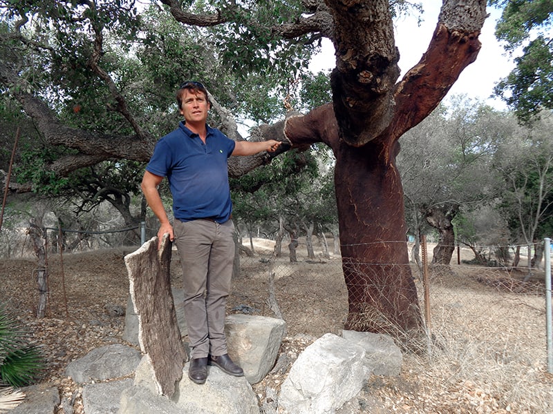 A man talking about cork trees