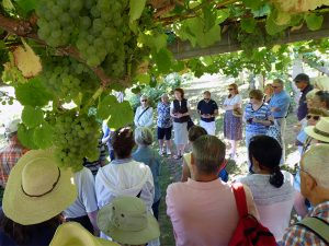 A talk on wine below raised vines on Cunard's wine cruise
