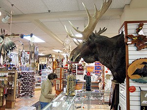 A moose head on a wall in a shop