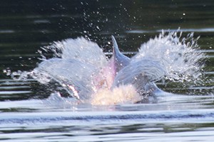a pink dolphin splashing in the water