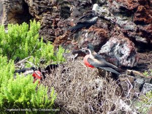 -DSC00131-San Cristobal Island–Frigatebird-800√