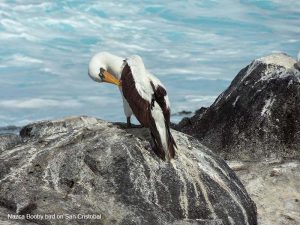 -DSC00670-San Cristobal Island–Nazca booby-800√