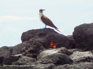 -DSC09746-San Cristobal Island–red rock crab : aka Sally Lightfoot crab-300√