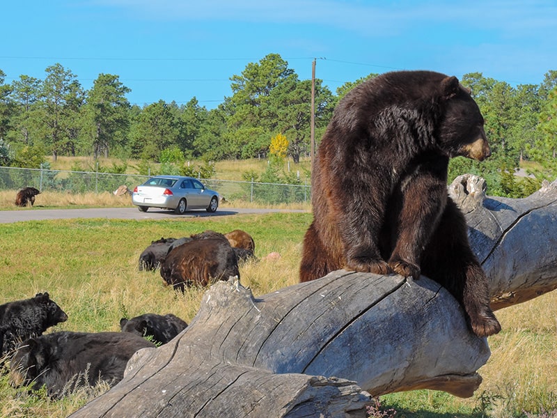 bears- seen on a South Dakota road trip