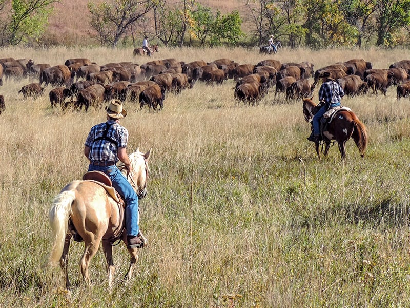 Buffalo Round-Up