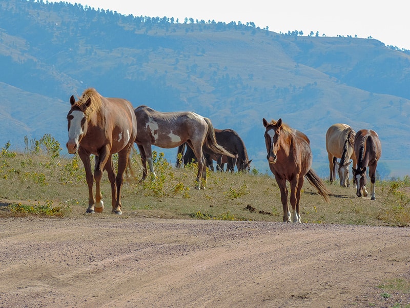 horses