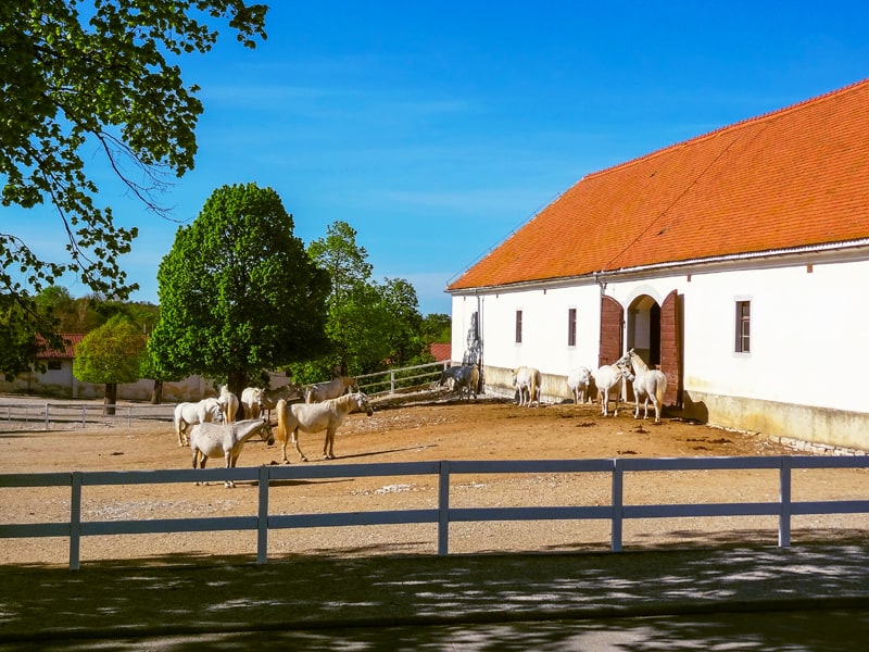 a barn at the Lipica Stud Farm