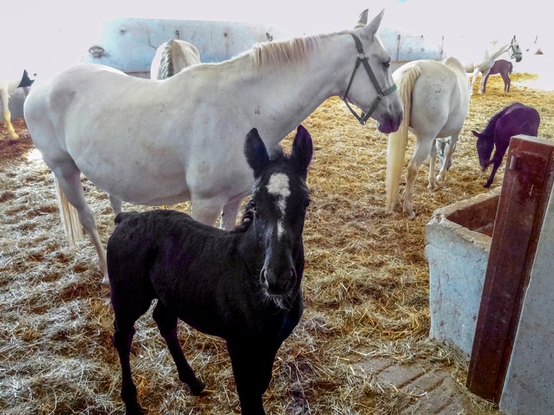 mares and foals