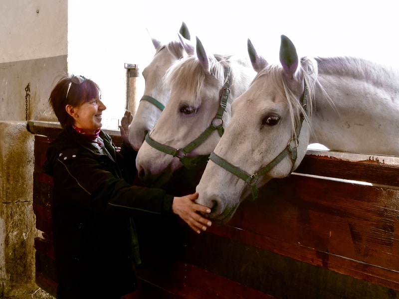 a woman with horses at the Lipica Stud Farm