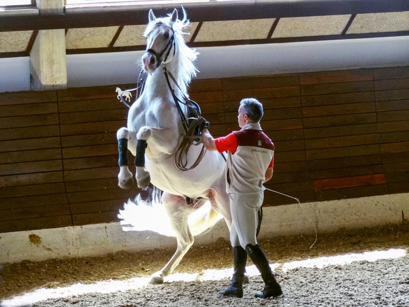 a horse standing on its hind legs