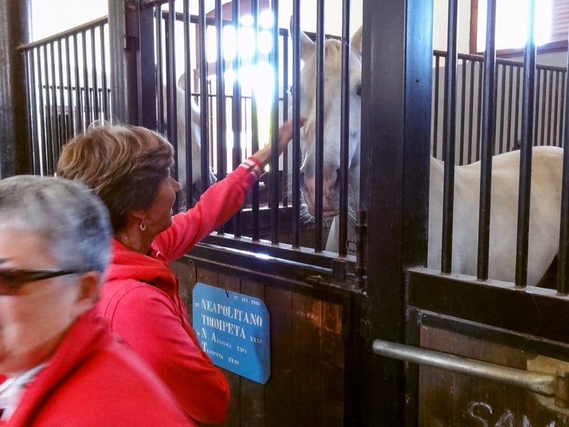 wwoman petting a horse at teh Lipica stud farm