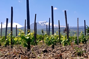 a winery in sicily with Mt Etna in the distance