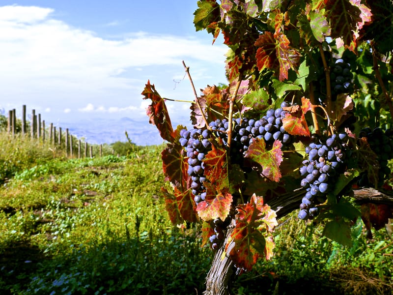 grape vines at wineries in sicily