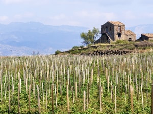 a vineyard in Sicily around an old stone house