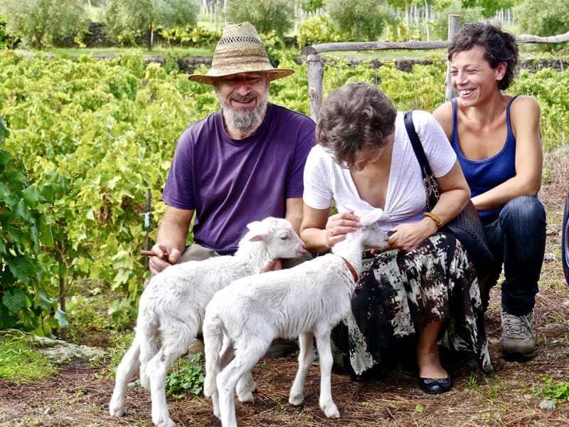 people with two lambs at wineries in sicily