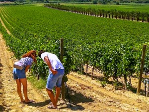 a couple in a vineyard