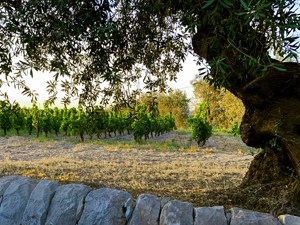 a large tree near a vineyard
