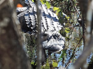 an alligator near Florida’s Gulf Coast