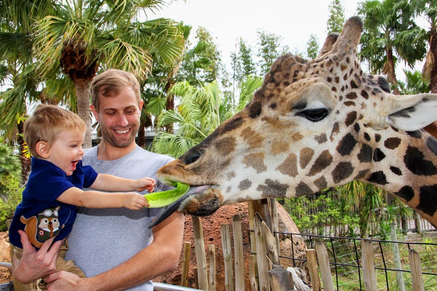 a young boy feeding lettuce to a giraffe in Tampa