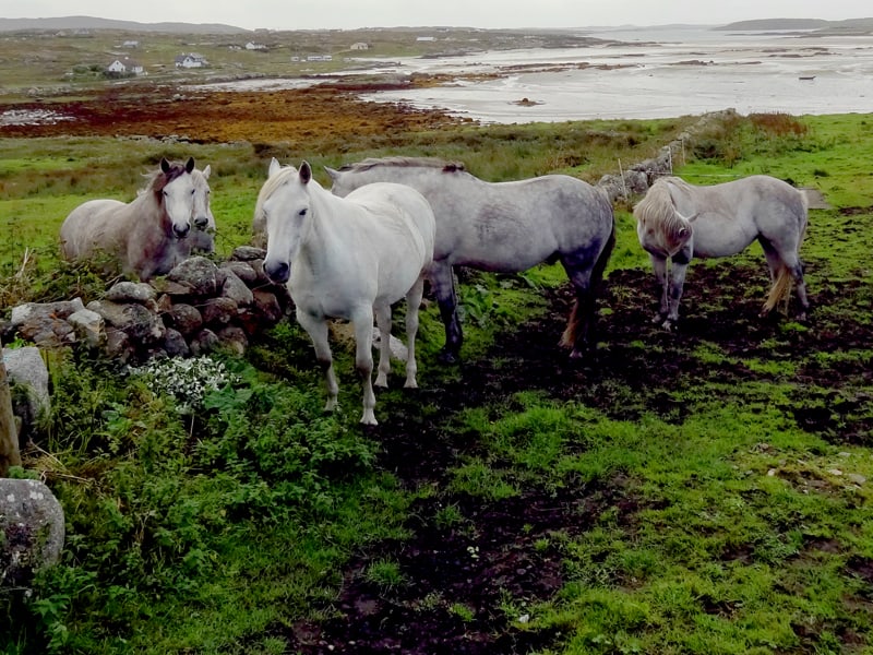 horses grazing near the sea