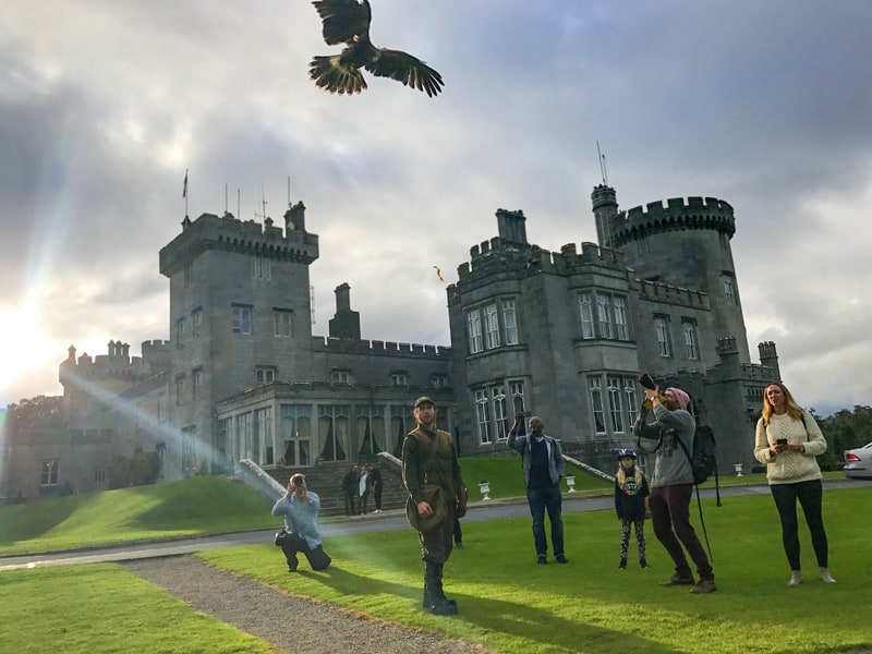 a falconer at a castle on Ireland's West Coast