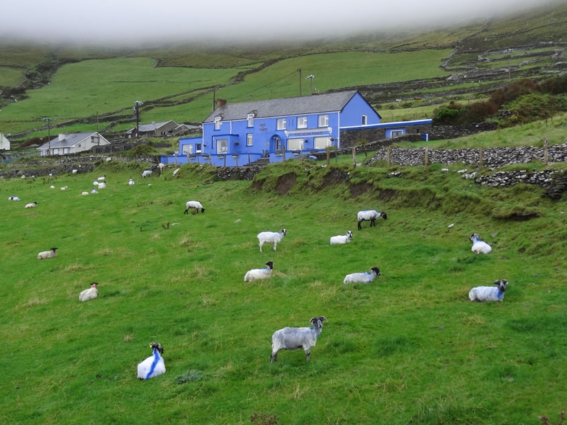 sheep grazing in front of a blue house on Ireland's West Coast
