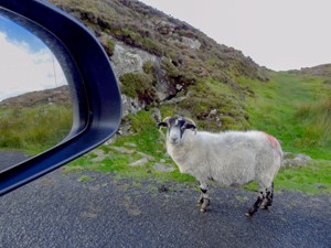 sheep on a road on Ireland's West Coast