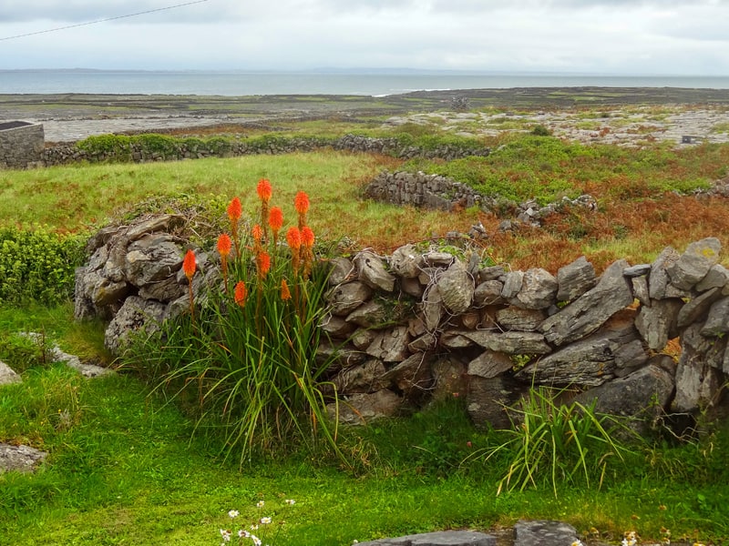 red flowers along a stone wall on the Aran Islands, Ireland
