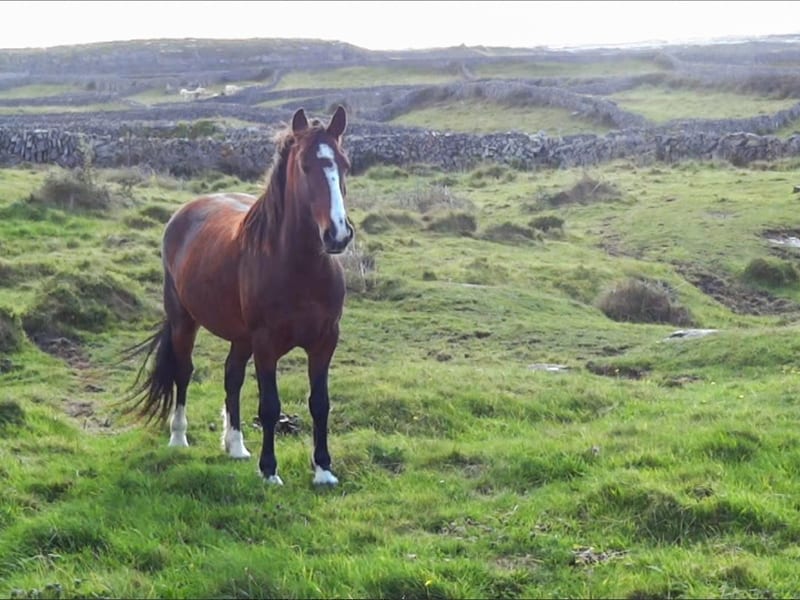 a horse in a hilly pasture with stone walls