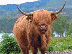 Cattle with shaggy hair and long horns