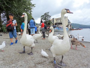 ducks and geese by a lake 