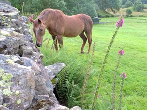 a horse in a pasture