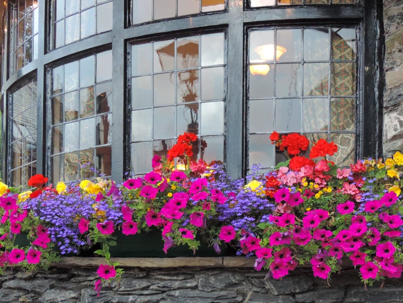 beautiful flowers in a restaurant - one of the attractions of the Lake District