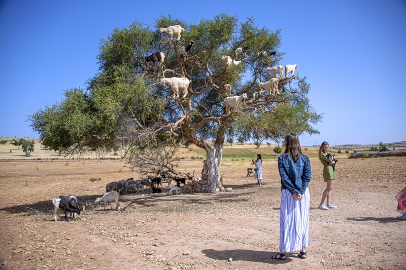 a woman looking at goats in a tree in Morocco