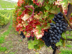 grapes in a vineyard