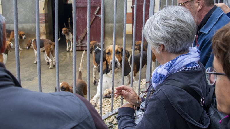 people looking at the hounds at Château de Cheverny