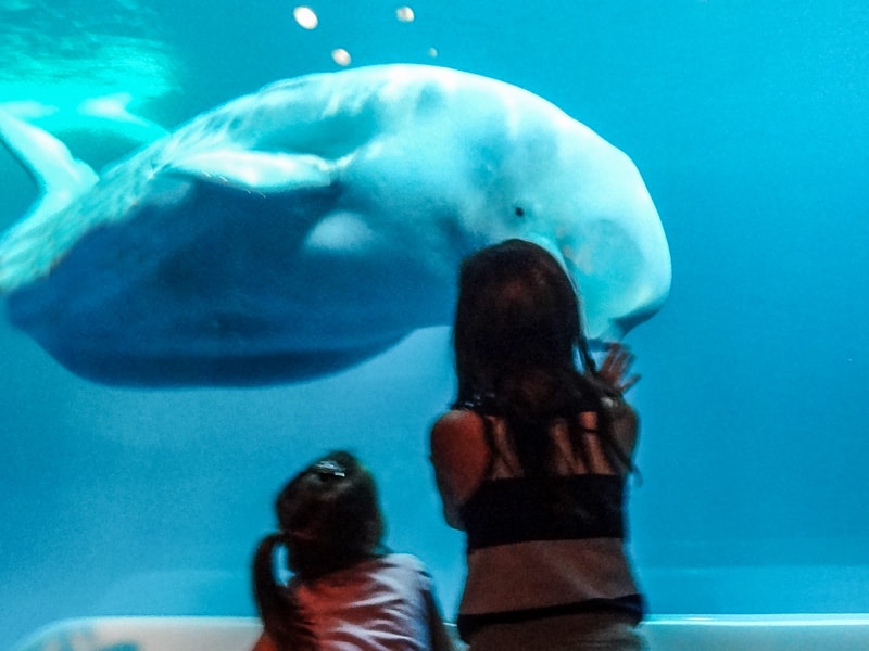little girls looking at a whale, one of the things to do in Chicago
