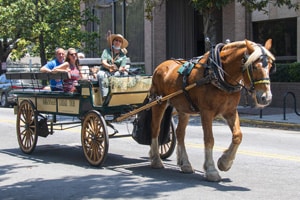 people in a  horse-drawn carriage, one of the things to do in Savannah