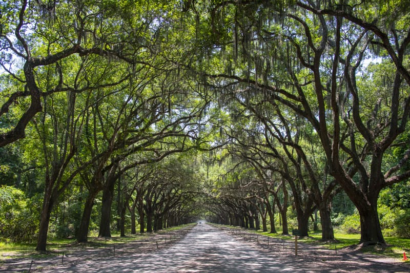driving beneath large oak trees with Spanish moss over a long road, one of the things to do in Savannah