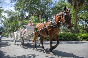 people in a horse-drawn carriage, one of the things to do in Savannah