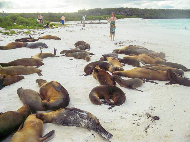 a woman taking photos of sea lions on a beach on a Galapagos cruise vacation