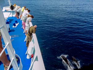 people on a ship watching dolphins below seen on a Galapagos cruise vacation