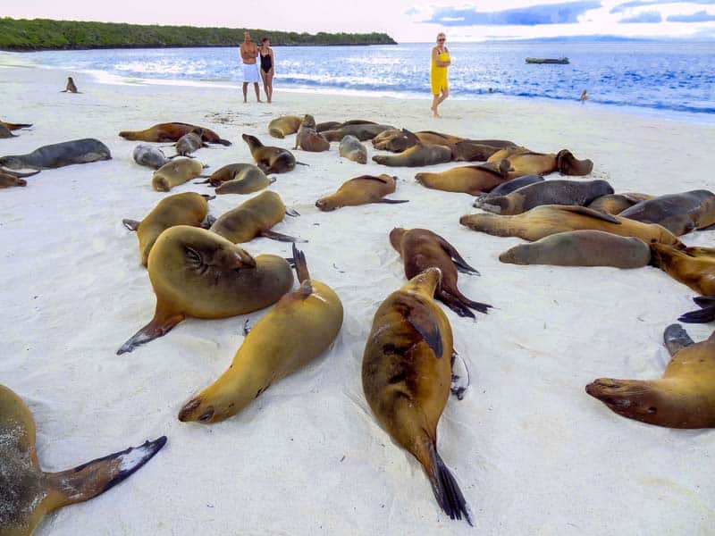people looking at sea lions seen on a Galapagos cruise vacation