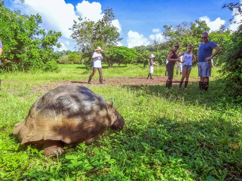 people looking at a large tortoise