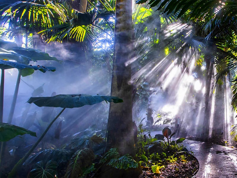 a steamy jungle garden in one of Florida’s botanical gardens