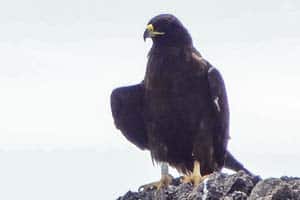 a hawk on a rock seen on a Galapagos cruise vacation
